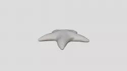 Starfish