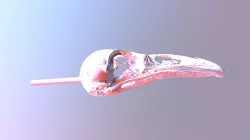 Sturnidae Onychognathus Morio