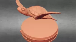 Tortoise