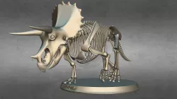 Triceratops Skeleton