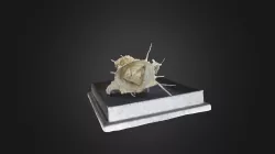 Brachiopod: Quartz Productid (PRI 76879)