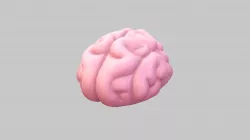 Brain