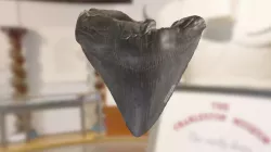 ChM PV9562 - Megalodon Shark Tooth