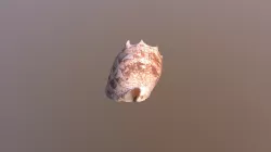 Conch Shell