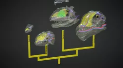 Dinosaur vascular anatomy & thermal physiology
