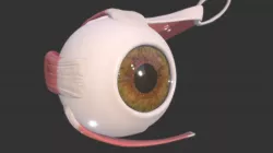 Eye muscles