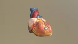 Heart