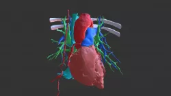HEART LUNGS