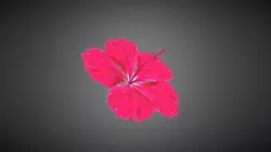 Hibiscus