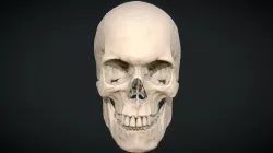 High poly skull  Sculpt