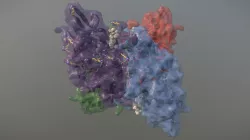 Human Glutaryl CoA Dehydrogenase (GCDH)