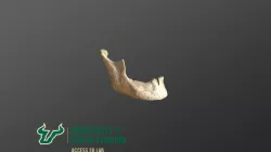 Human Mandible 4