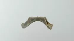 Lower_jawbone_uvic