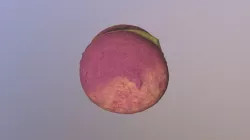 Macaroon