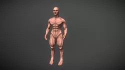 Male Anatomy Model