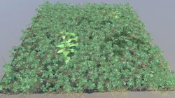 Meadow Patch Clover
