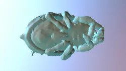 Neoliodidae Neoliodes Terrestris