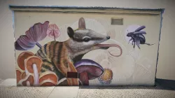 Numbat | Nina Valkhoff | Lisbon