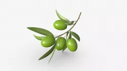 olive branch
