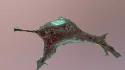 Pancreatic beta cell