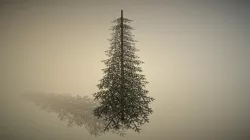 Pine