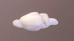 Rat Brain