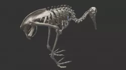 Skeleton Photogrammetry - for 3d printing STL