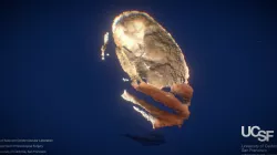 Skull Base - Point Cloud Animation