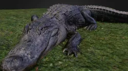 Alligator