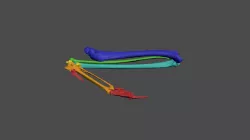 Bald Eagle Right Forelimb