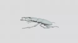 beETle