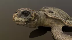 Caretta Caretta Turtle