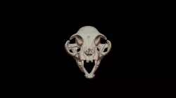 Cat skull britain short hair braid