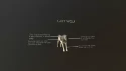 Grey Wolf