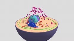 Human Cell Obj