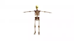 Human skeleton