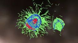 Influenza Virus Infecting Cells