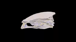 Kerstetter Skull 1