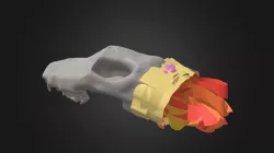 Musgrove Dog Skull