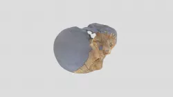 Neanderthal Skull