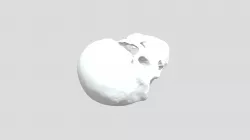 Neanderthal Skull Model