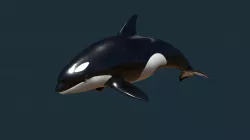 Orca Anim