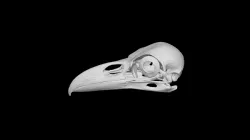 Raven skull