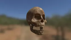 skull