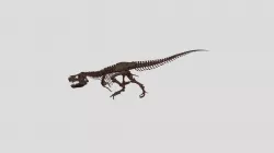 Tyrannosaurus skeleton
