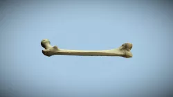 UD3 Femur