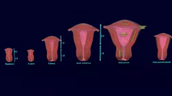 Uterus different stages of development cut label