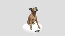 Veg the dog