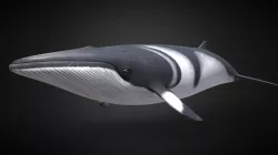 Vågehval (Balaenoptera acutorostrata)