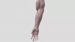 Arm High Poly